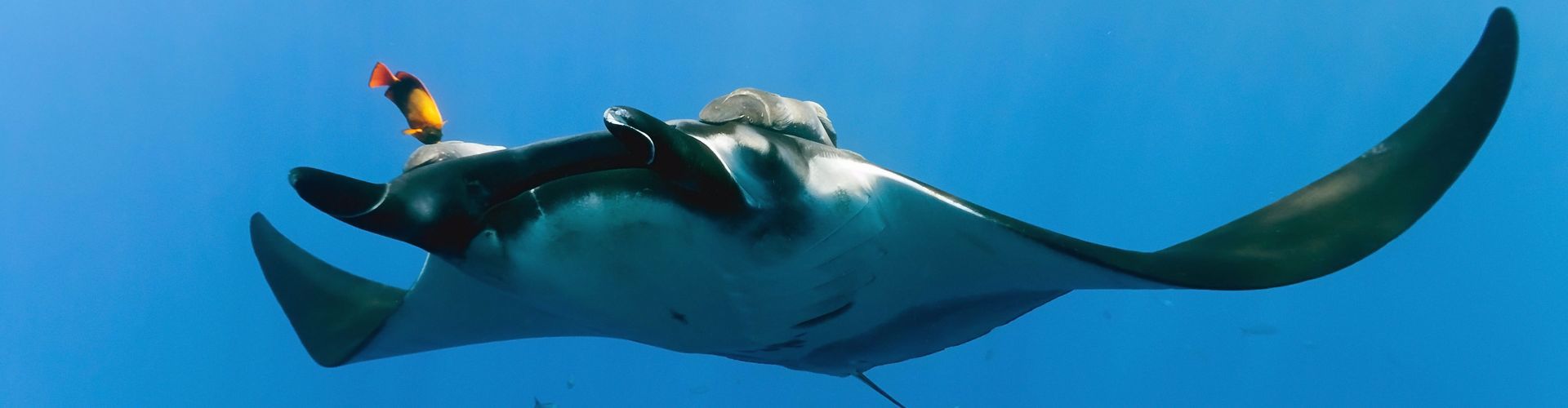 Daedalus - Rocky - Zabargad